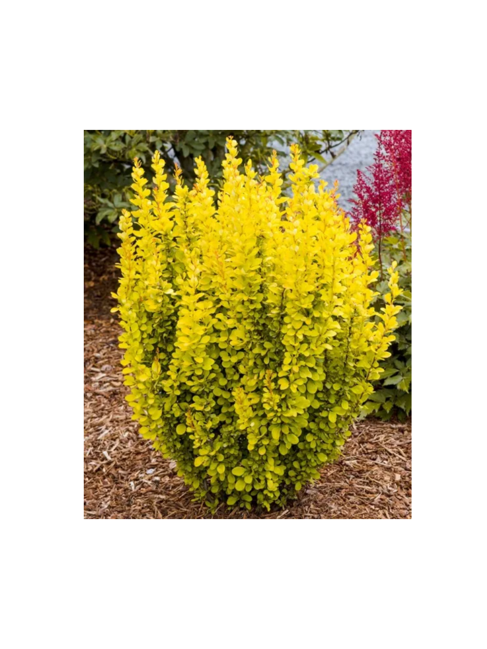 Berberys Thunberga - Berberis thunbergii 'Maria'(R)