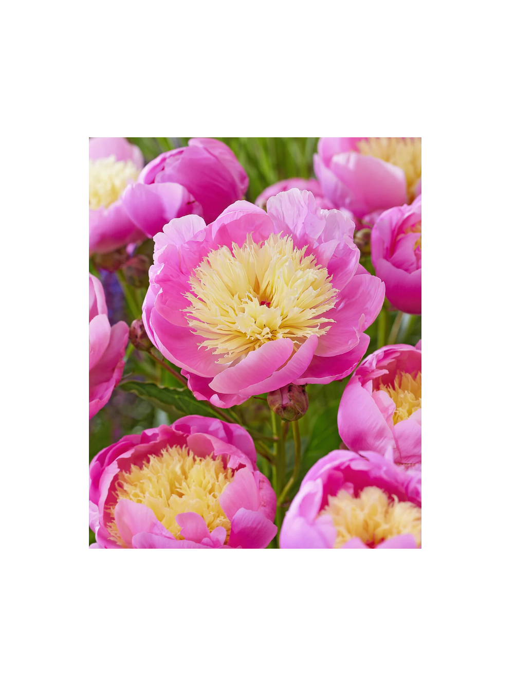 Piwonia chińska - Paeonia lactiflora 'Bowl of Beauty'