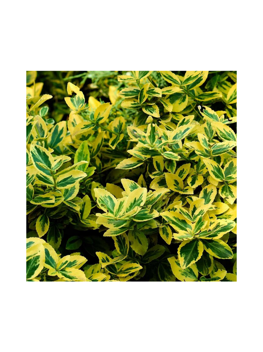 Trzmielina - Euonymus fortunei 'Emerald'n Gold'