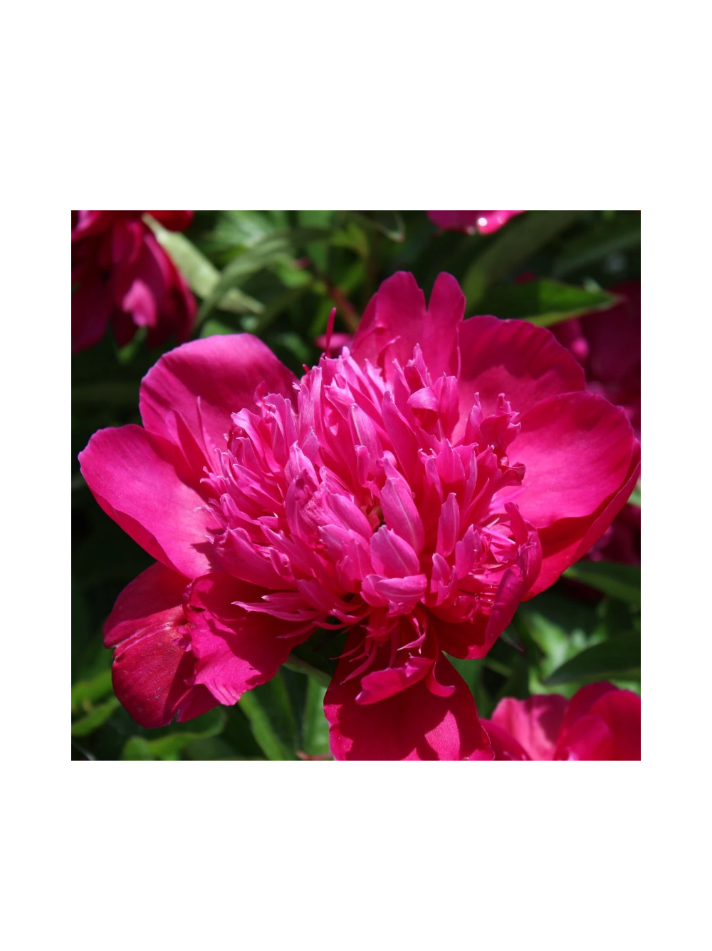 Piwonia chińska - Paeonia lactiflora 'Big Ben'