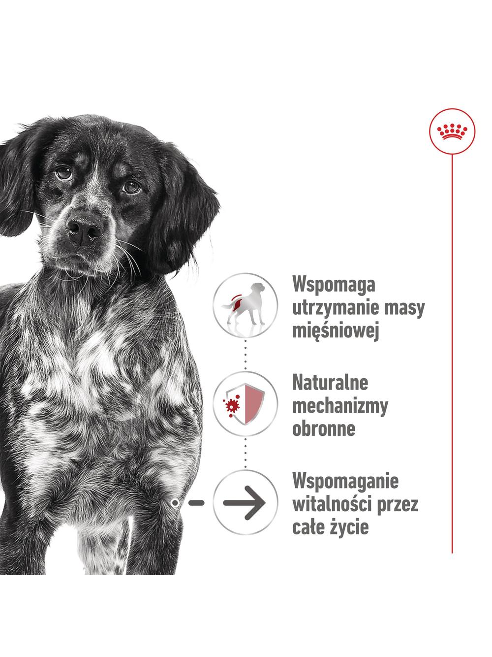 ROYAL CANIN® Medium Ageing 7+ 410g karma mokra, pasztet, dla psów starszych od 7. roku życia, ras średnich