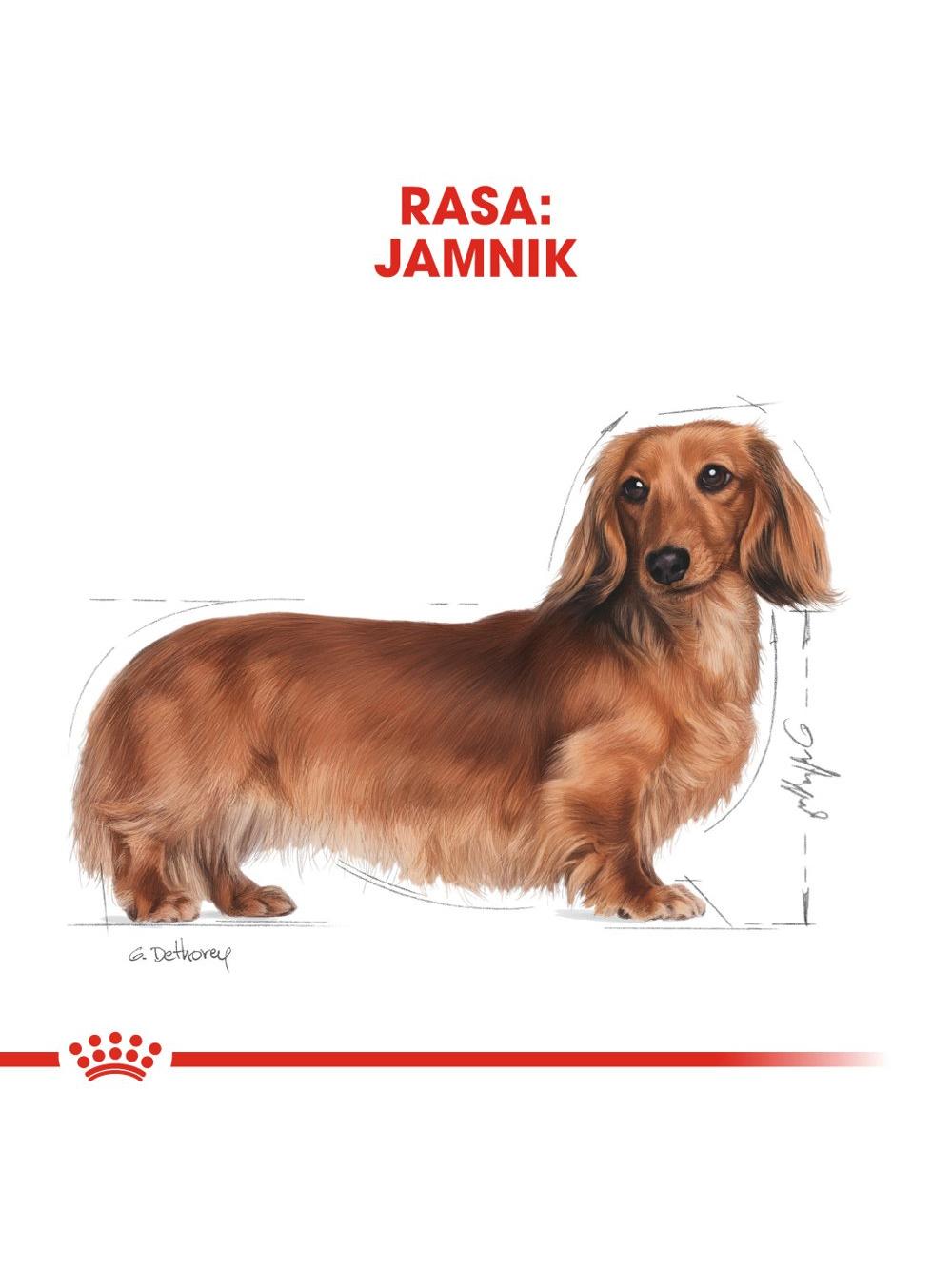 ROYAL CANIN Dachshund karma sucha dla psów dorosłych rasy jamnik  500g