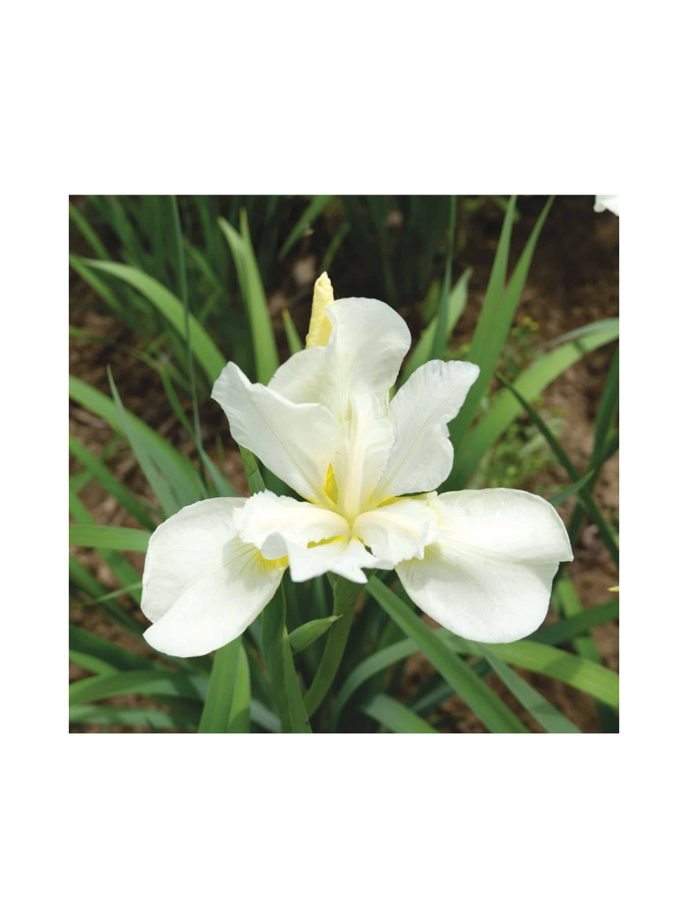 Kosaciec syberyjski - Iris sibirica 'Weiss'