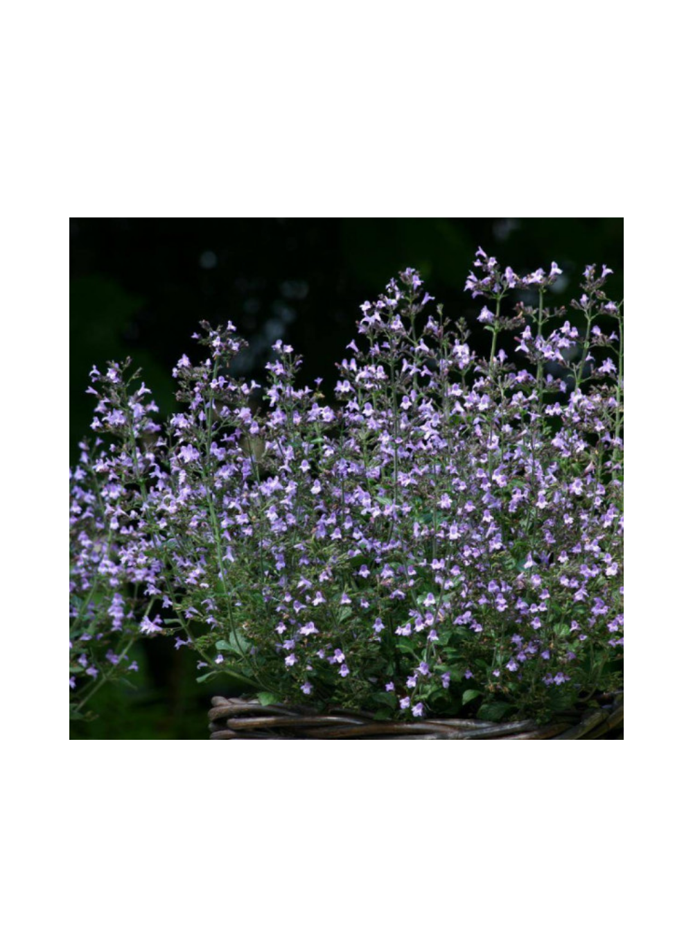 Kalaminta mniejsza - Calamintha nepeta 'Marvelette  Blue'