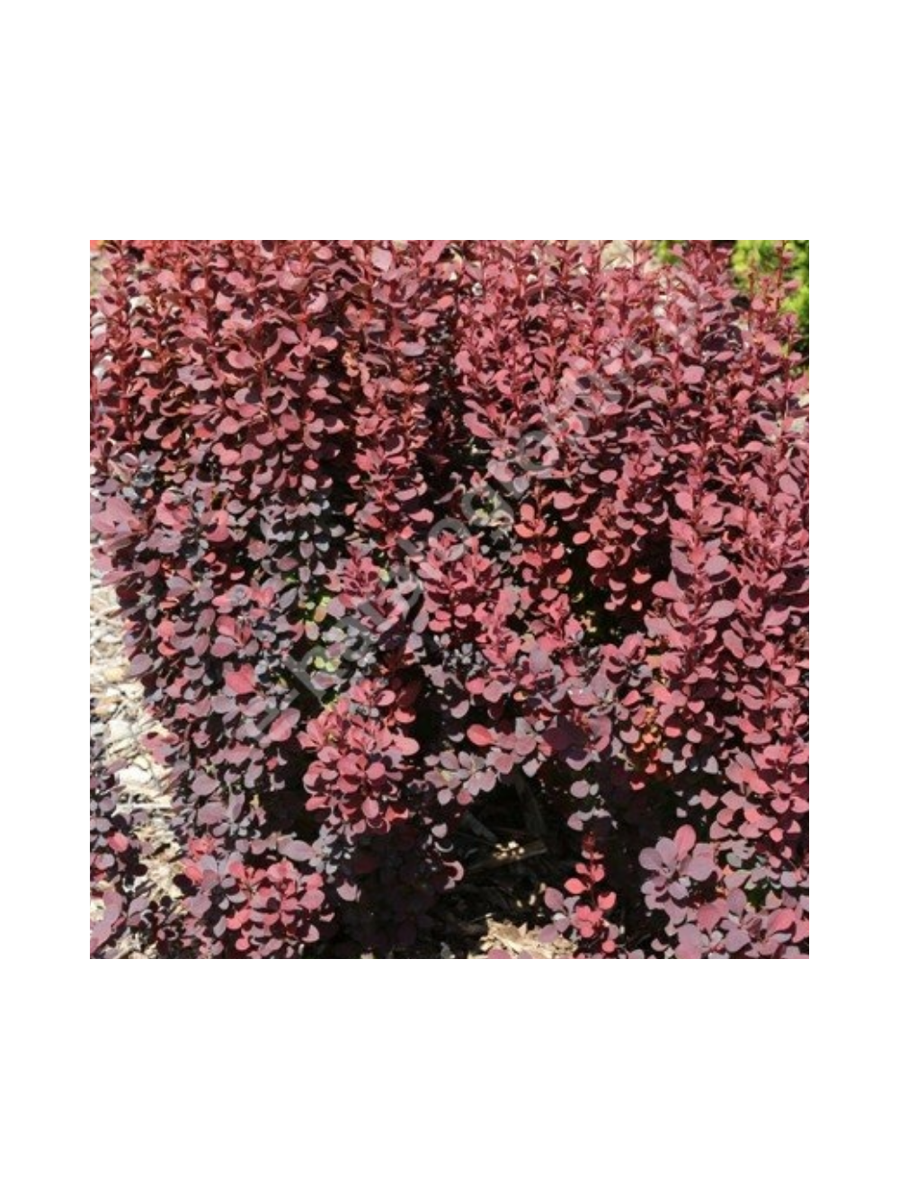 Berberys Thunberga - Berberis thunbergii 'Dariusz'(R)