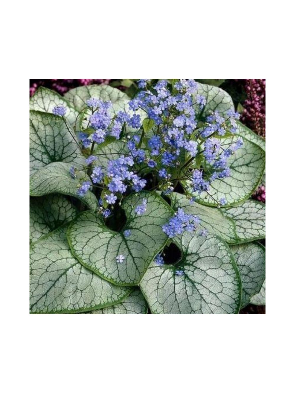 Brunnera macrophylla 'Silver Heart'