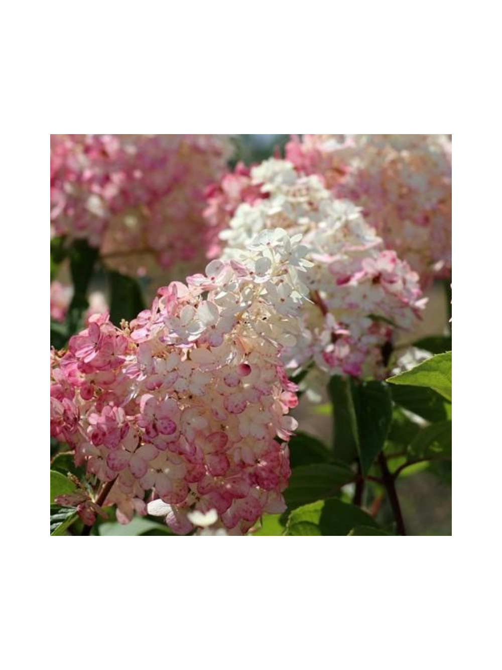 Hortensja bukietowa - Hydrangea paniculata 'Pinky Winky'(R)