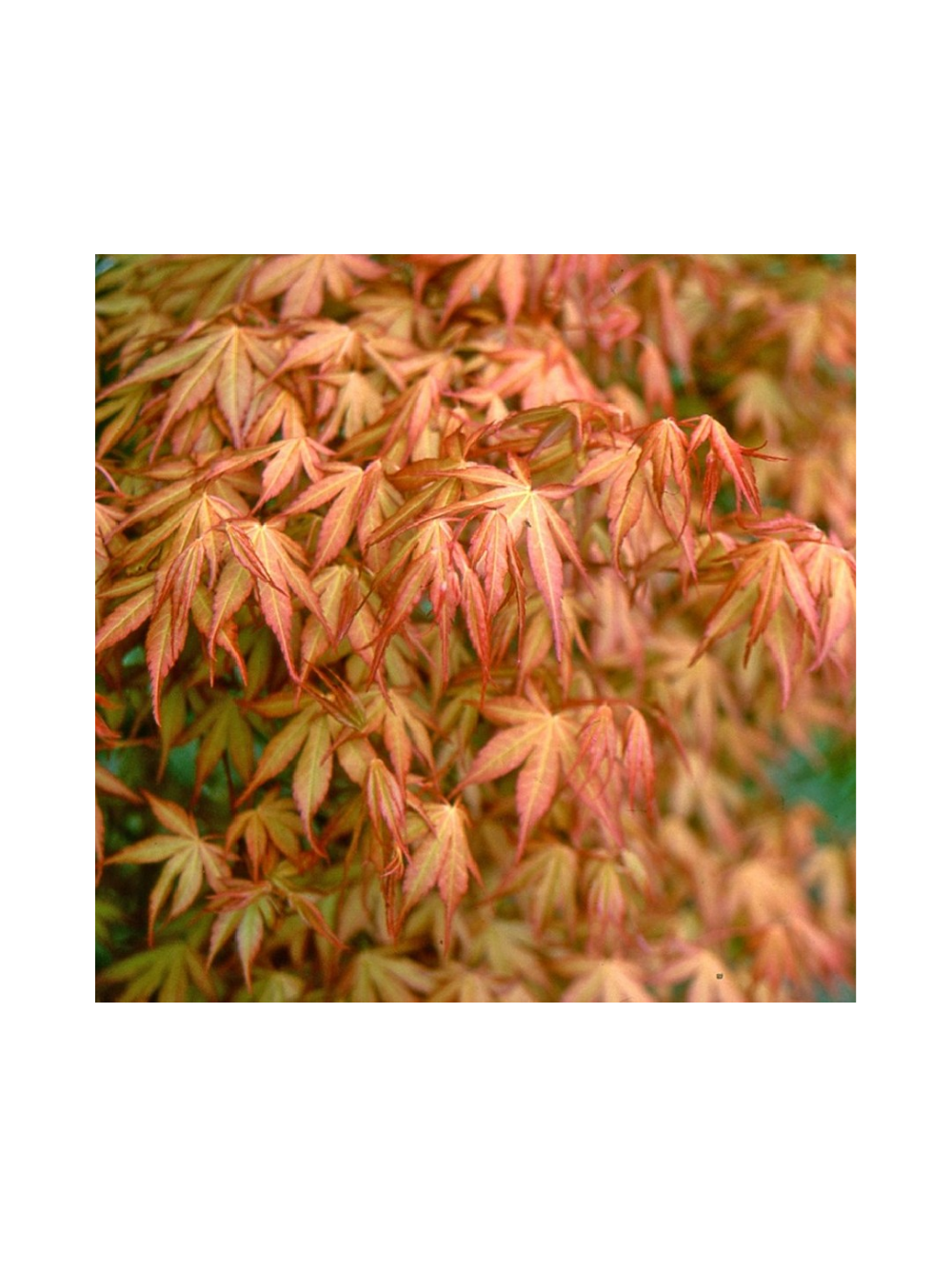 Klon palmowy - Acer palmatum 'Katsura'