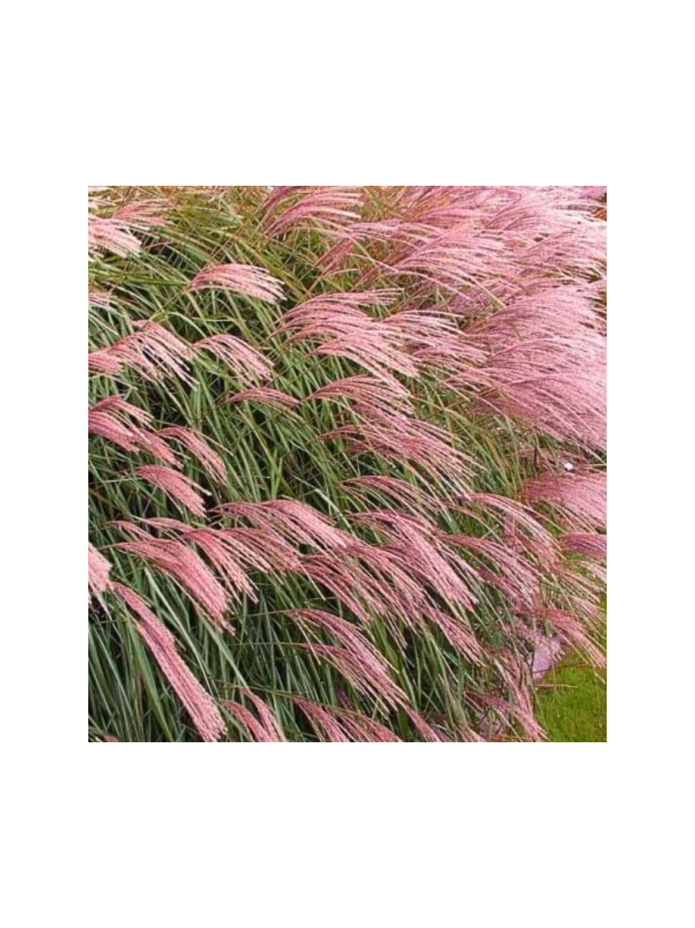Miskant chiński -  Miscanthus sinensis 'Flamingo'