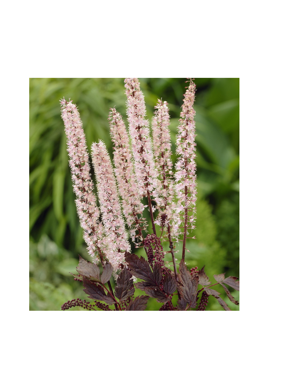 Świecznica prosta - Actaea simplex 'Pink Spike'
