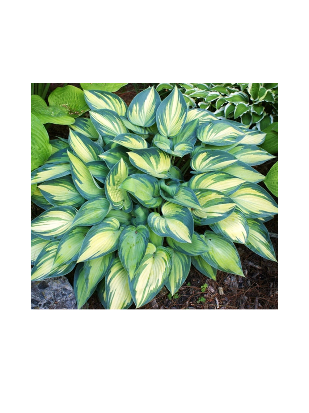 Funkia (Hosta) 'June'