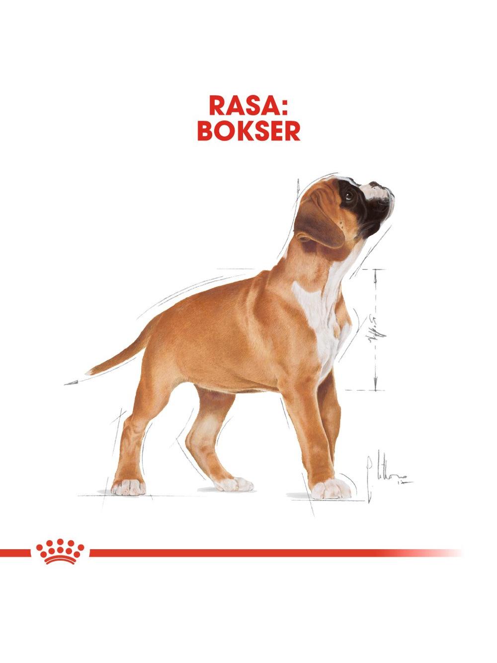 ROYAL CANIN Boxer Puppy 12kg karma sucha dla szczeniąt do 15 miesiąca, rasy bokser / Opakowanie uszkodzone (3804,4549,4551,4546,4548,3818,9399) !!!