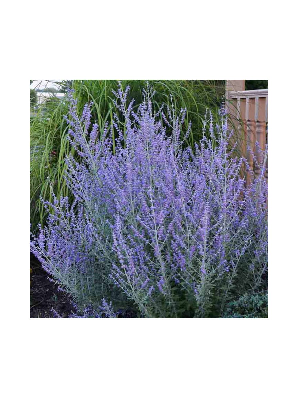 Perovskia atriplicifolia - Perowskia łobodolistna 'Russian Sage'