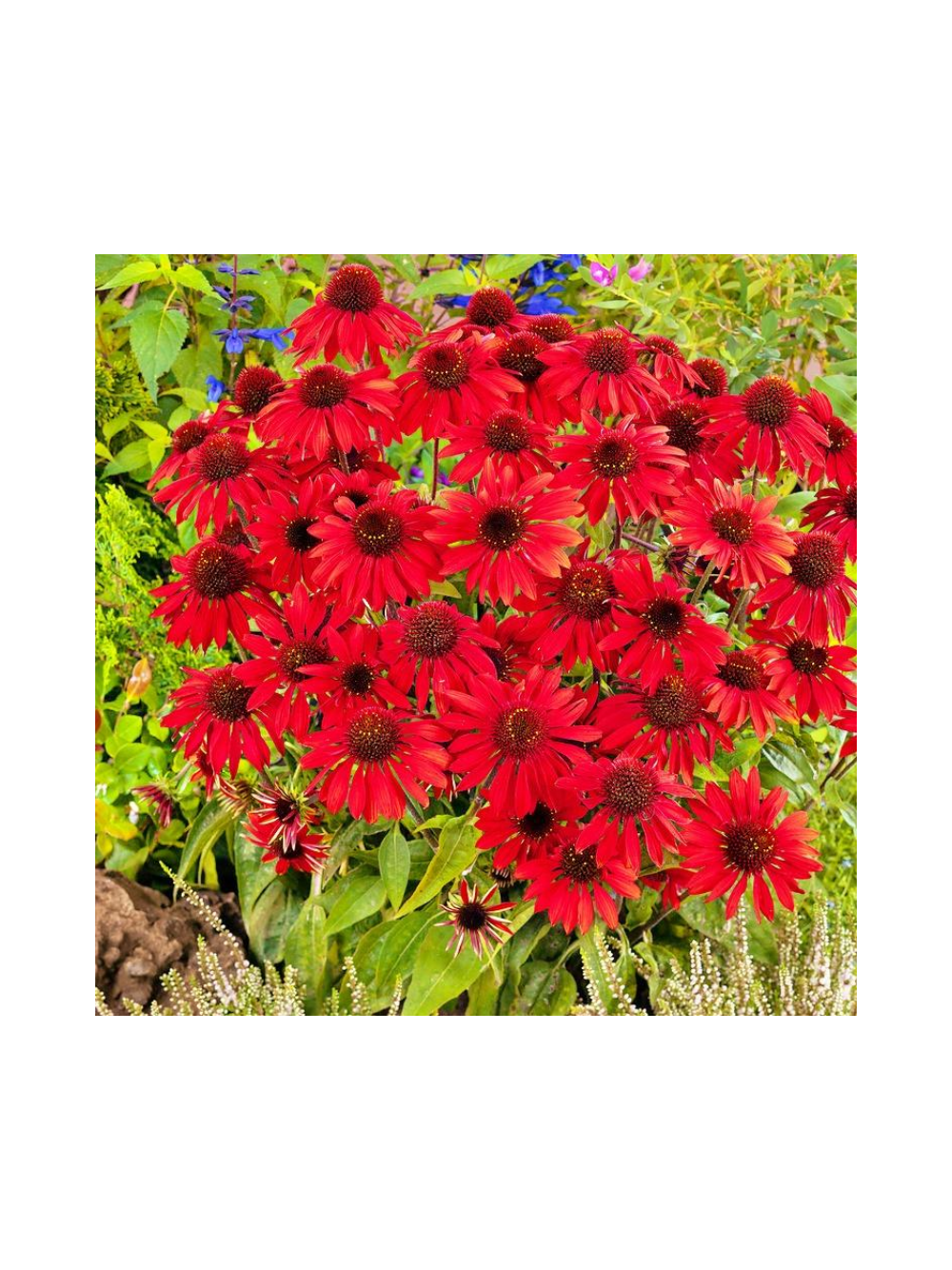 Jeżówka purpurowa - Echinacea purpurea 'Pearl Red'