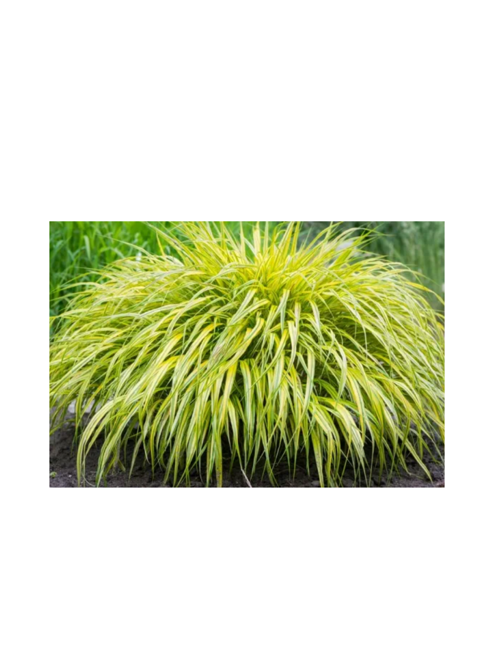 Hakonechloa - Hakonechloa 'Aureola'