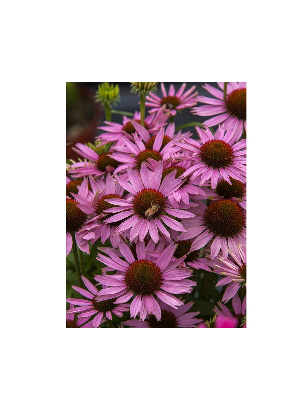 Jeżówka purpurowa - Echinacea purpurea 'Fountain Light Purple'