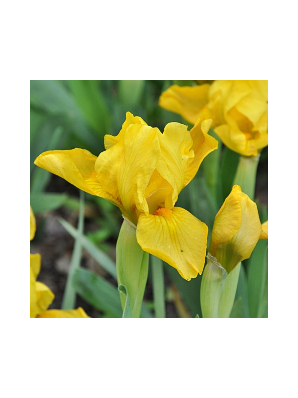 Kosaciec karłowy- Iris pumila 'Brassie'