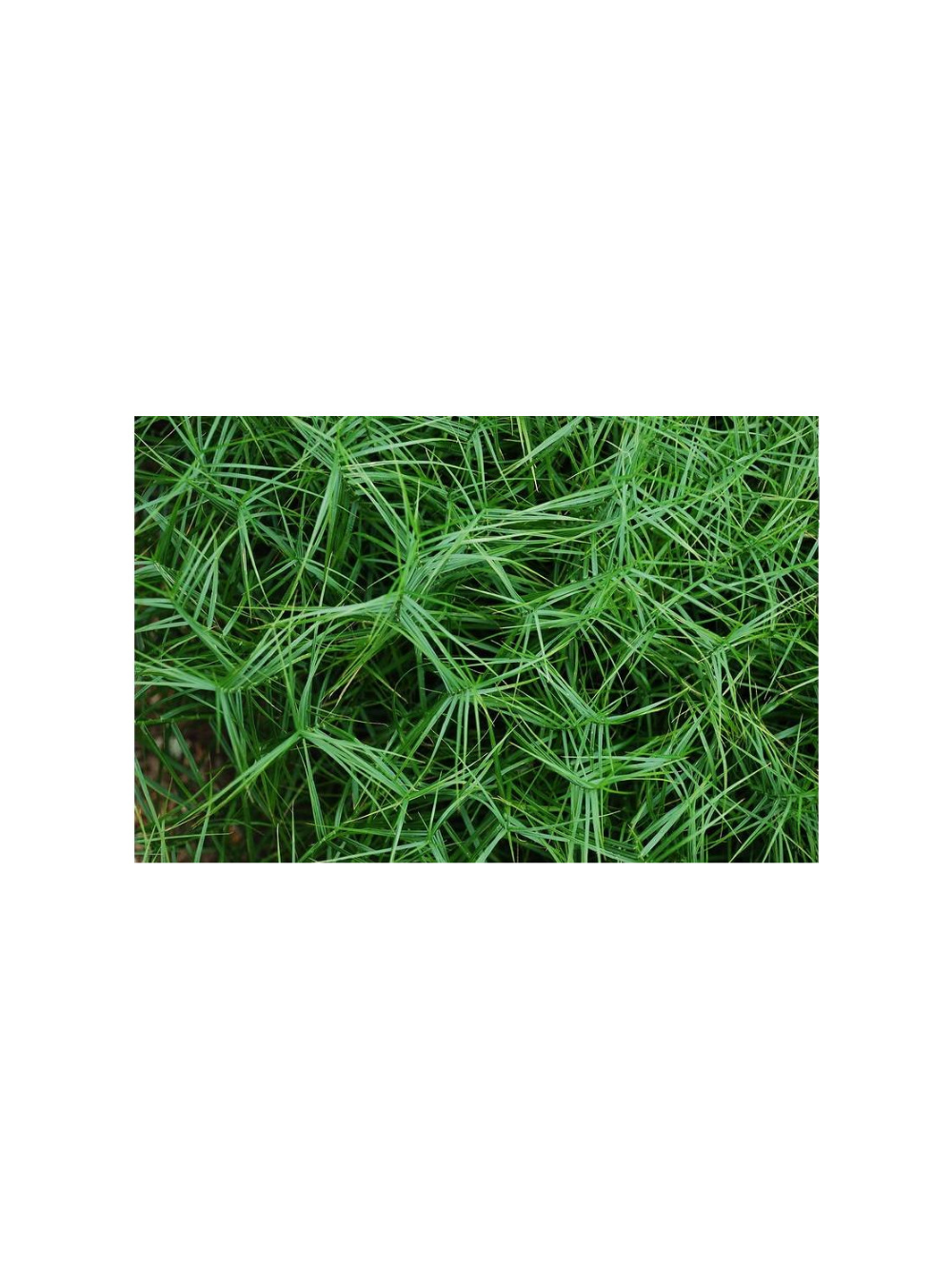 Turzyca palmowa - Carex muskingumensis 'Little Midge'