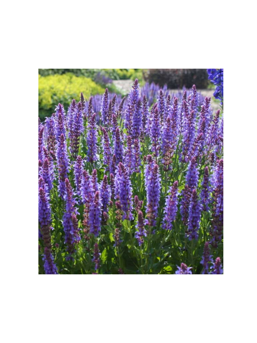 Szałwia - Salvia 'Caradonna'