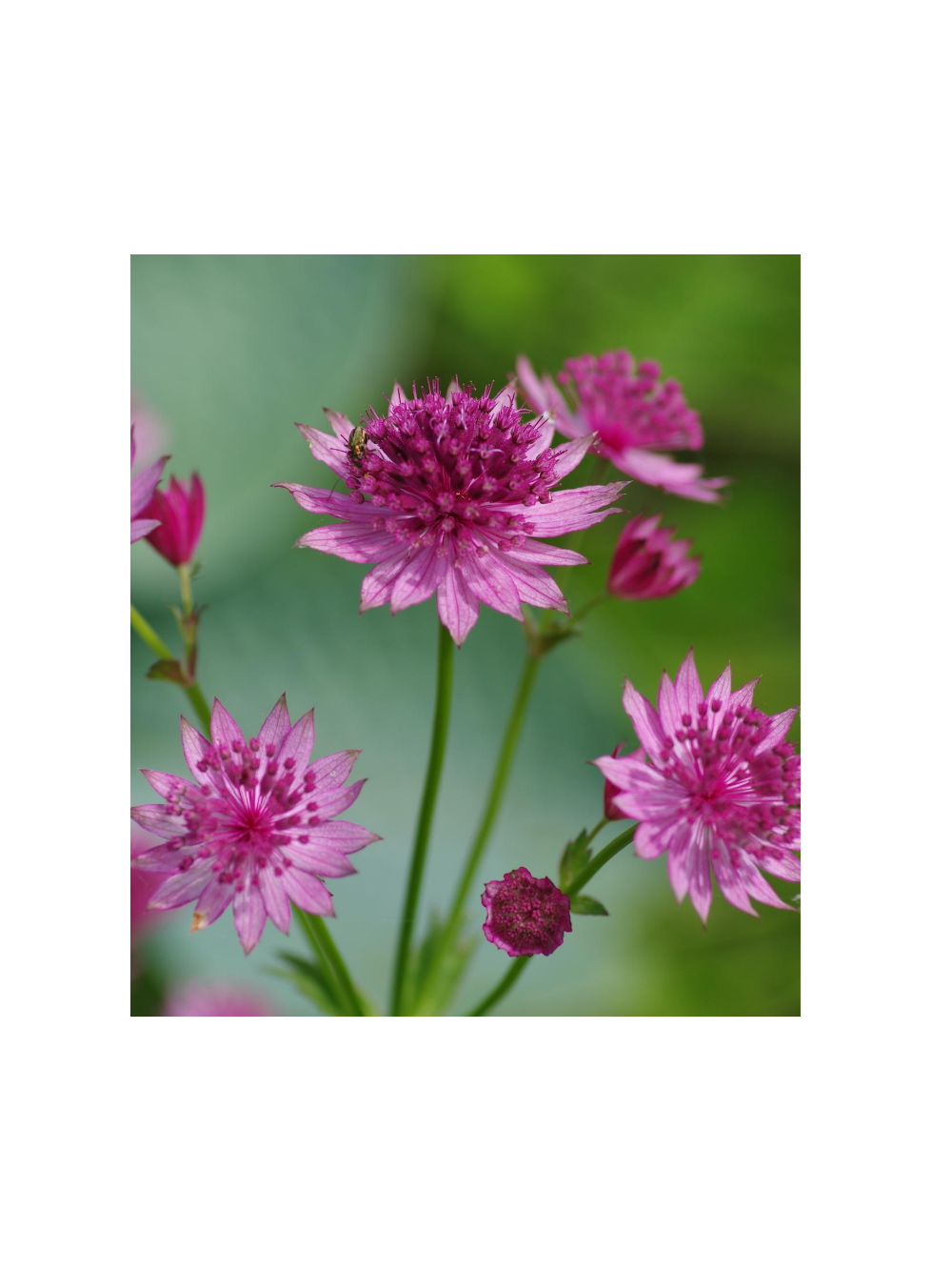 Jarzmianka większa - Astrantia major 'Roma'®