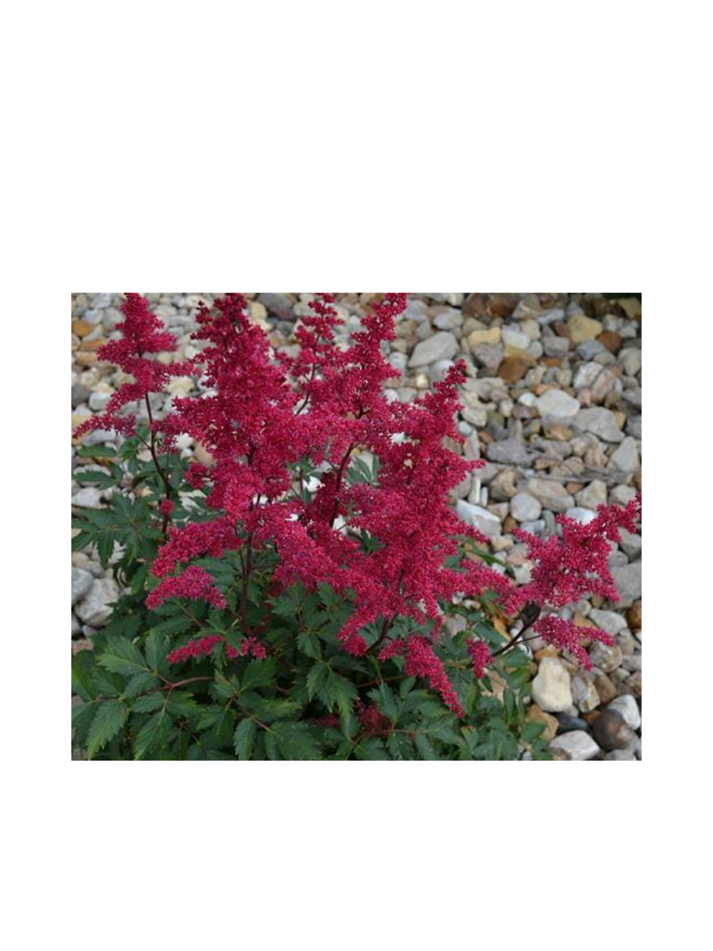 Tawułka Arendsa - Astilbe arendsii 'Fanal'
