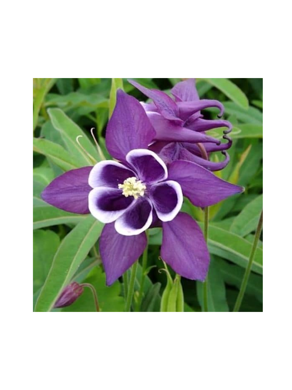 Orlik pospolity - Aquilegia vulgaris 'Winky Purple White'
