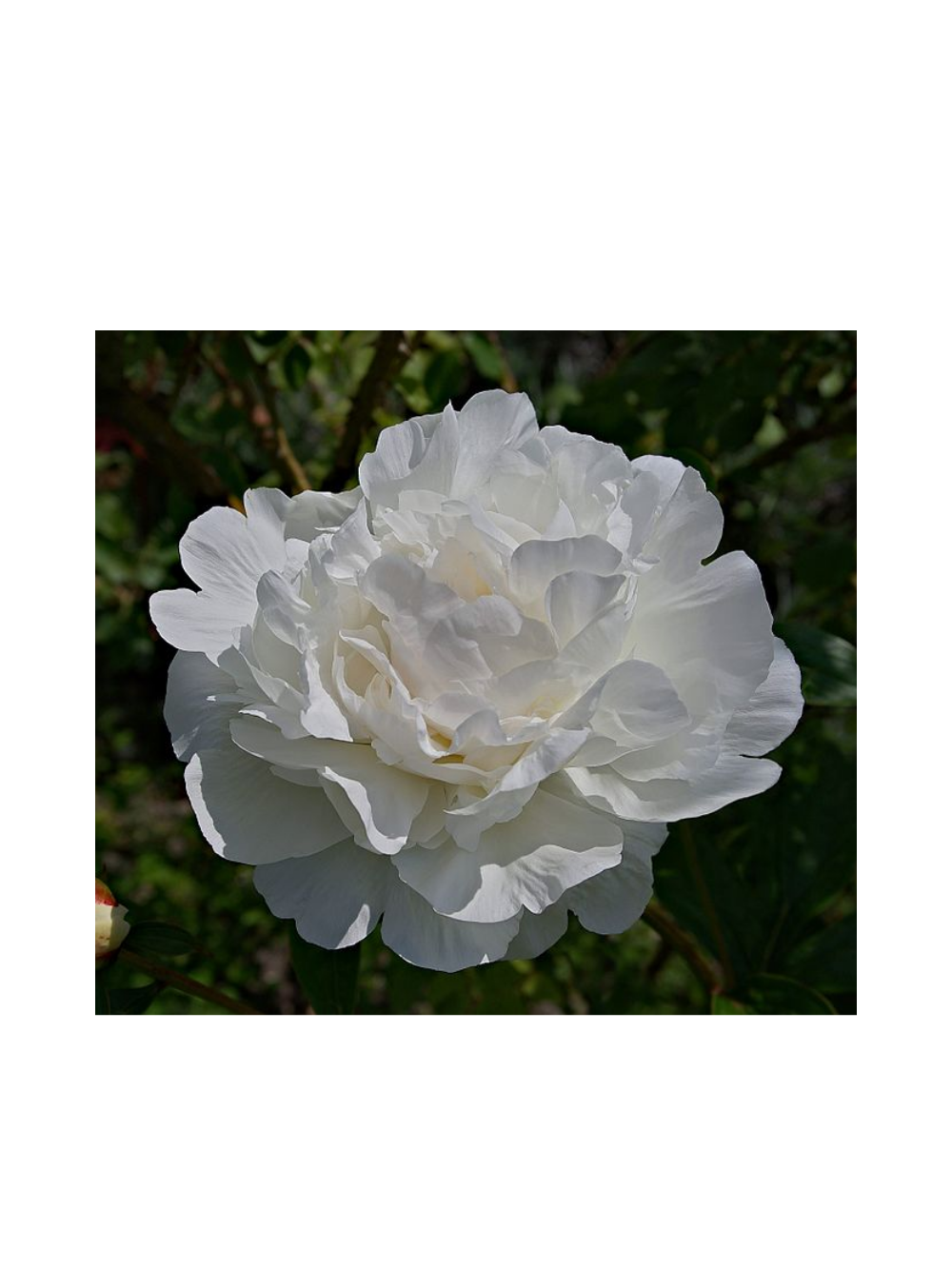 Piwonia drzewiasta - Paeonia suffruticosa 'Xue Ta'