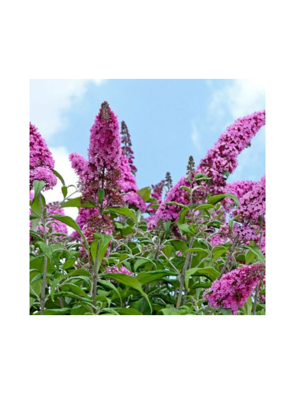 Budleja Dawida - Buddleja davidii 'Pink Delight'