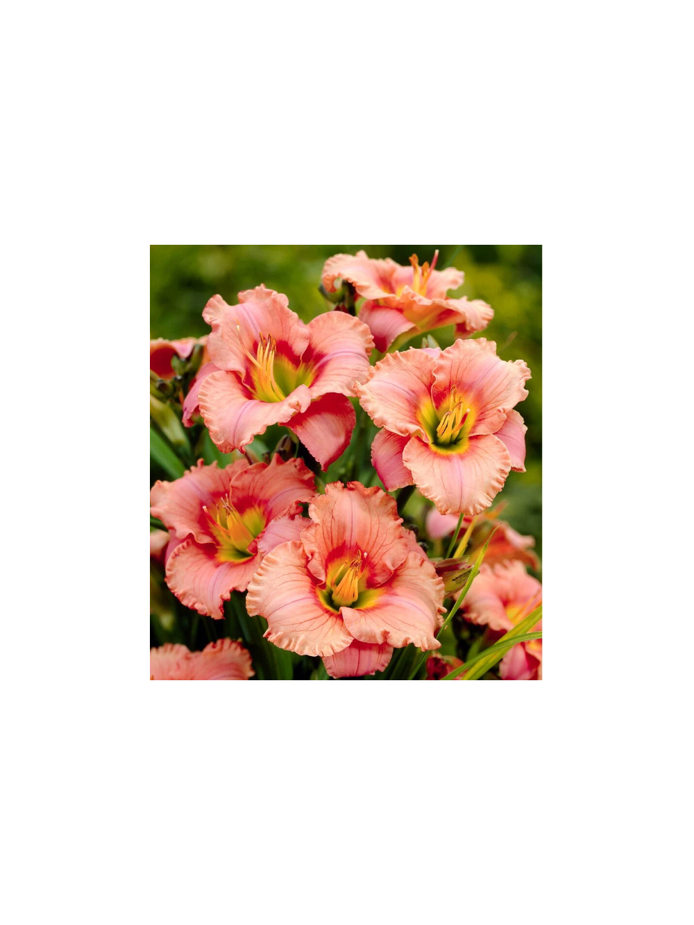 Liliowiec - Hemerocallis 'Elegant Candy'