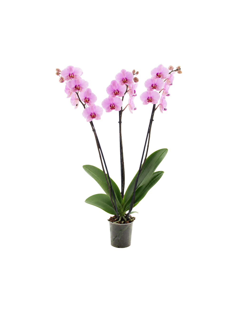 Storczyk Extra (Phalaenopsis) 3 pędy jasnoróżowy d9
