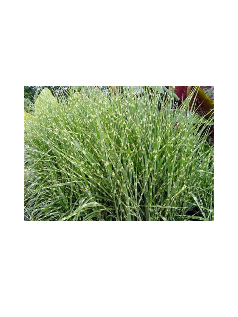 Miskant chiński - Miscanthus sinensis 'Zebrinus'