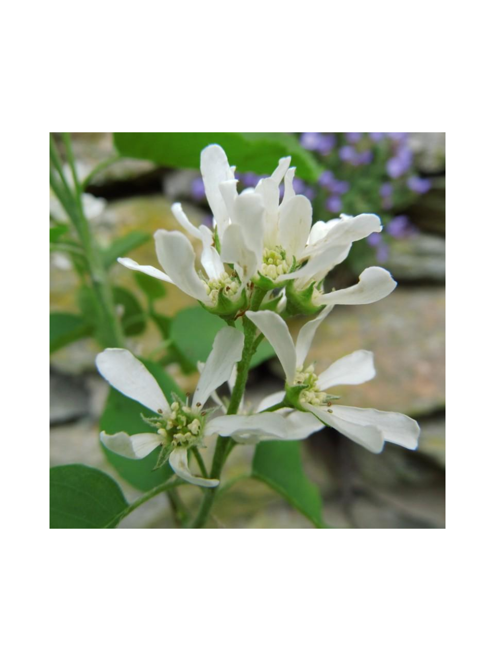 Świdośliwa olcholistna - Amelanchier alnifolia 'Smoky'