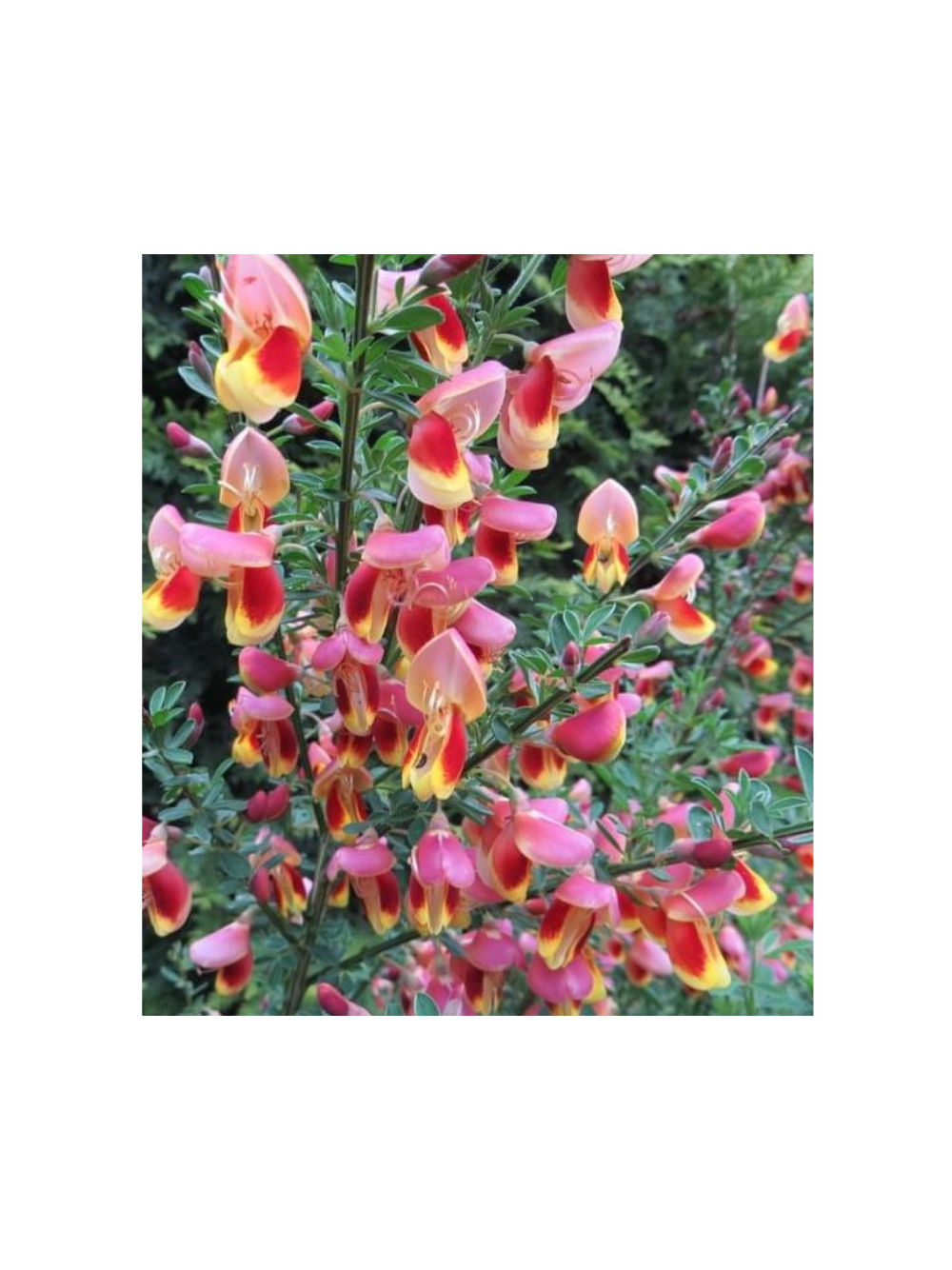 Żarnowiec - Cytisus 'Goldfinch'
