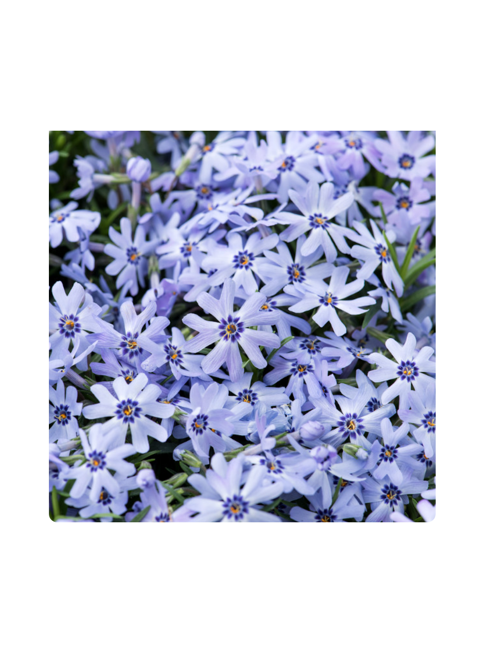 Floks szydlasty - Phlox subulata 'Fabulous Blue Dark Center'