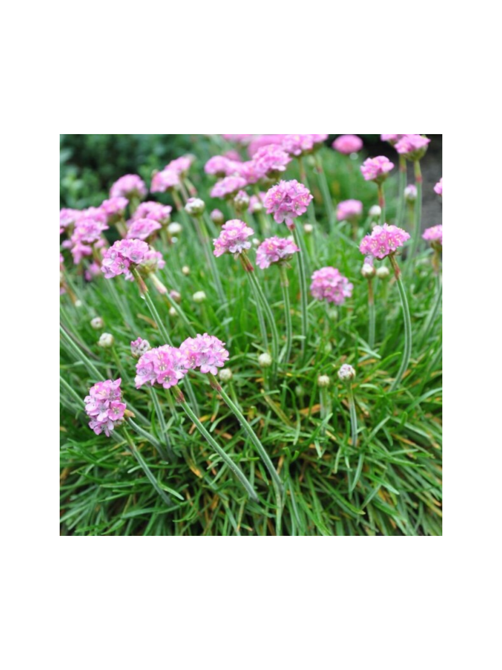 Zawciąg nadmorski - Armeria maritima 'Splendens Perfecta'