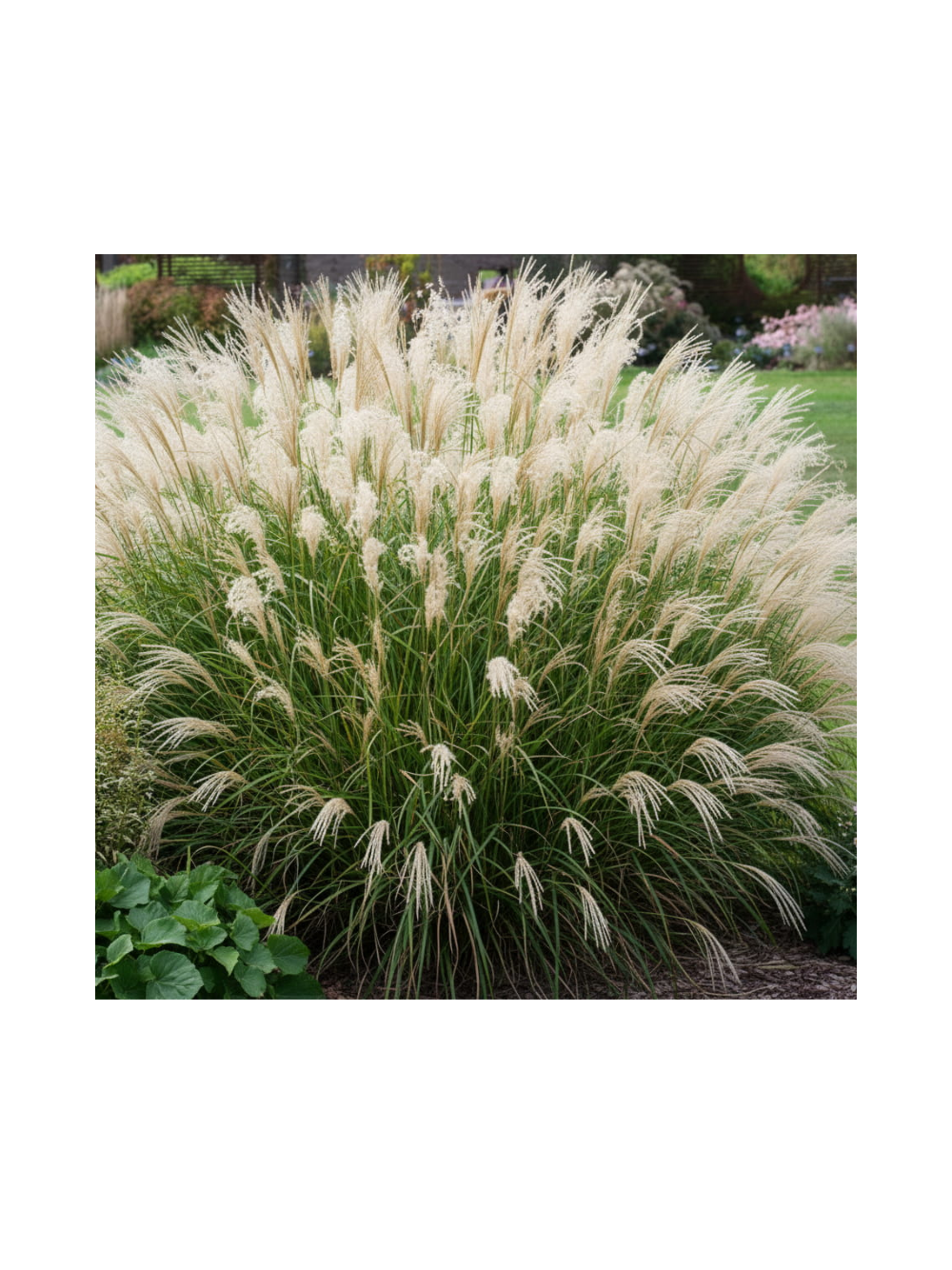Miskant chiński- Miscanthus sinensis 'Adagio'