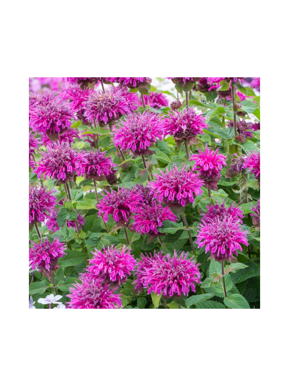 Pysznogłówka - Monarda hybrida 'Bee-Free'