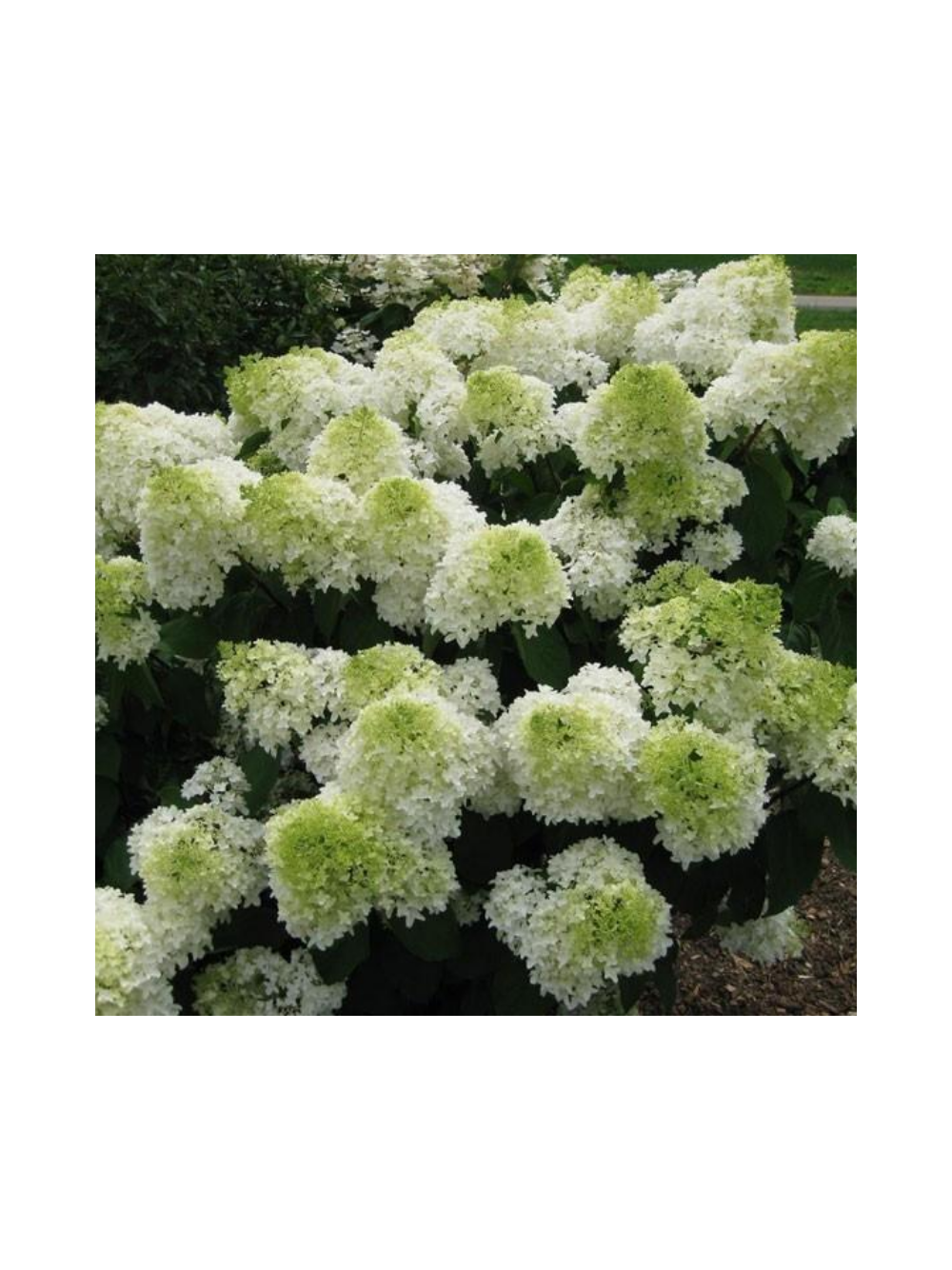 Hortensja bukietowa - Hydrangea paniculata 'Polar Bear'(R)
