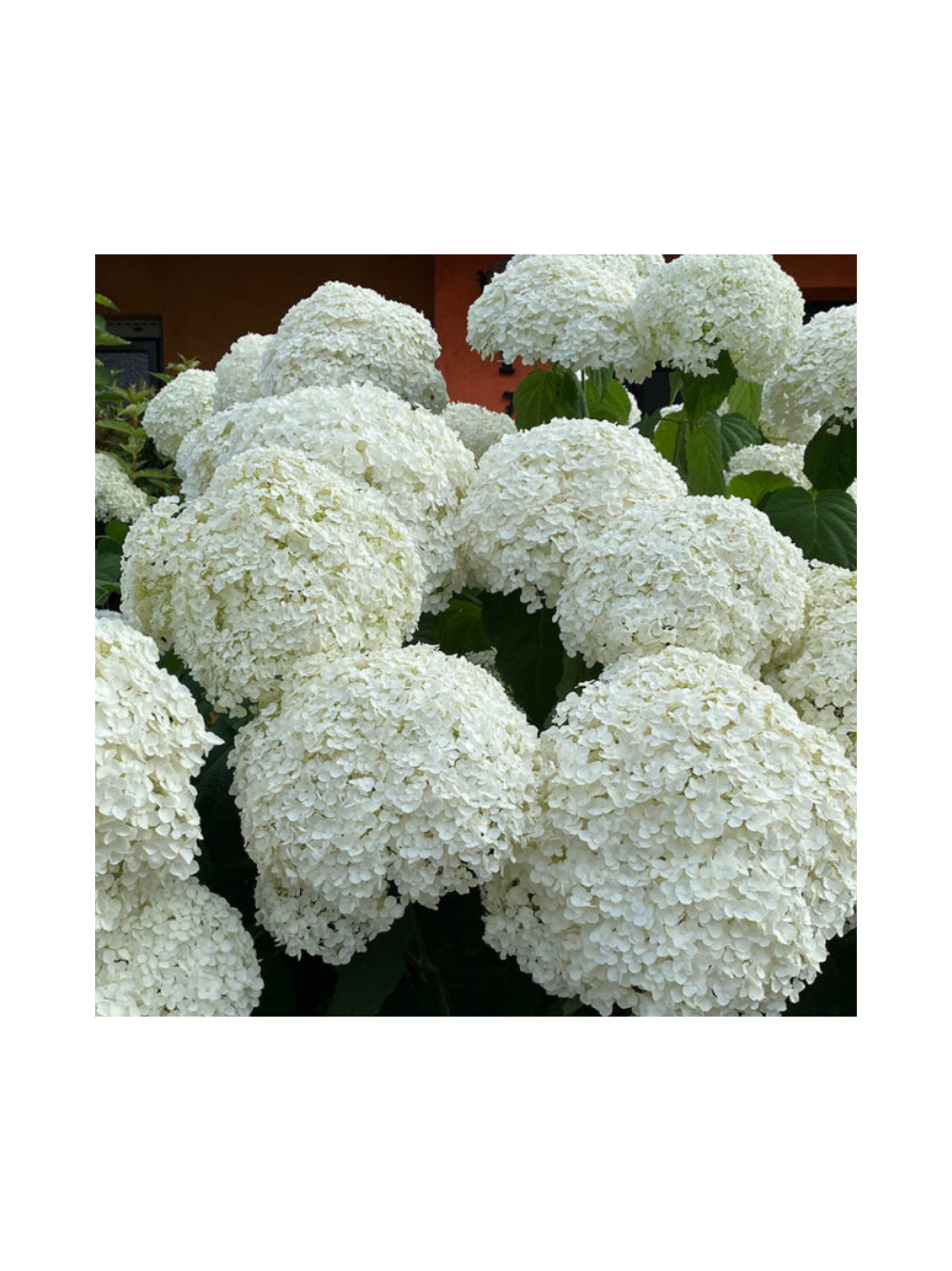 Hortensja krzewiasta - Hydrangea arborescens 'Annabelle'