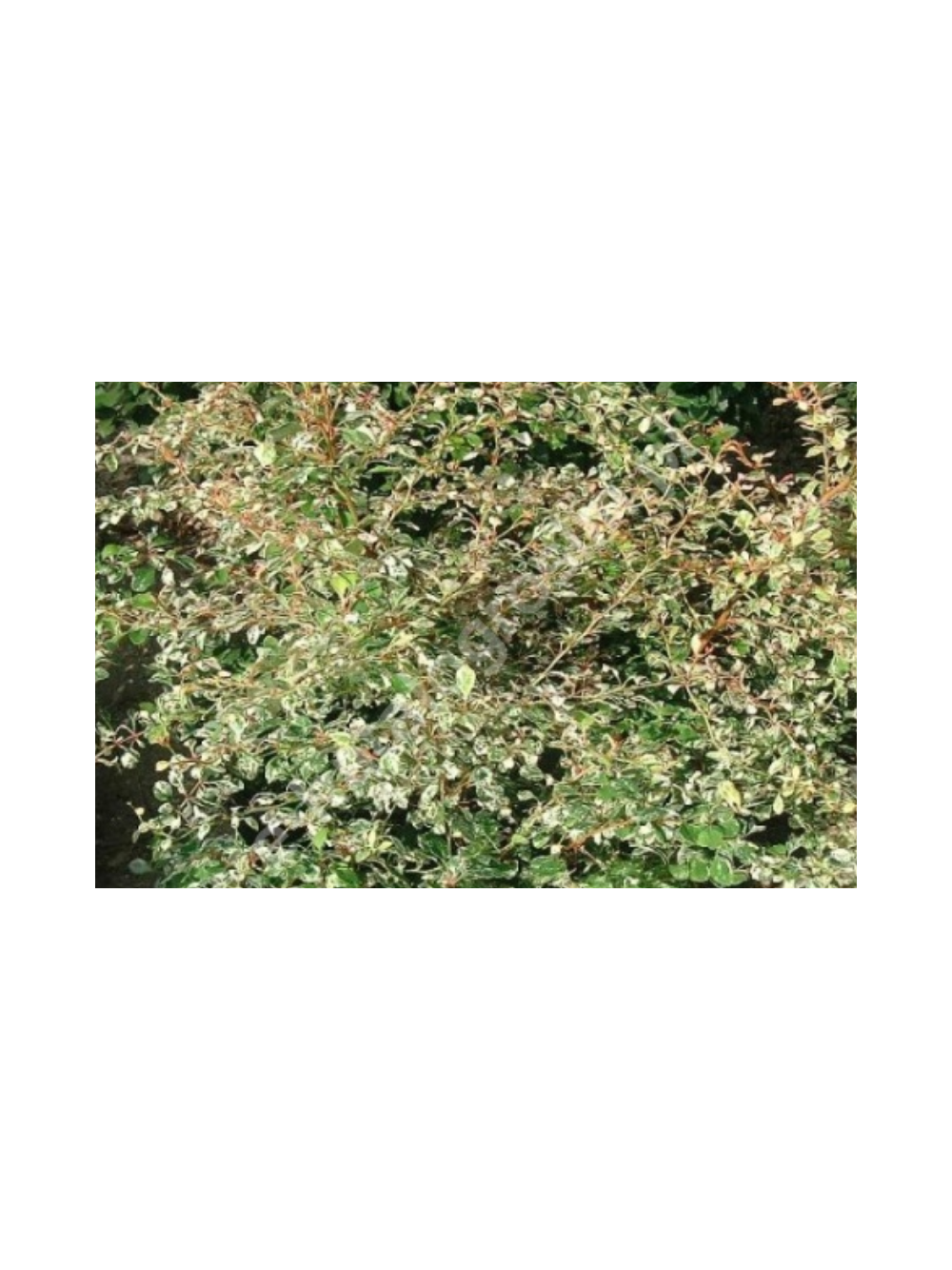 Berberys Thunberga - Berberis thunbergii  'Starburst'(R)