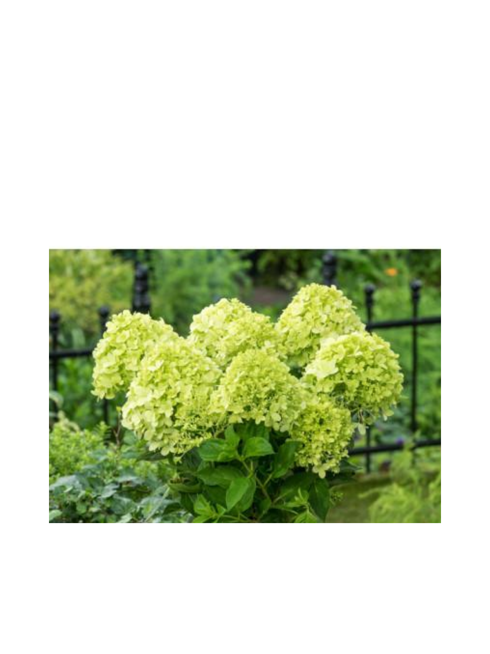 Hortensja bukietowa limonkowa- C3
