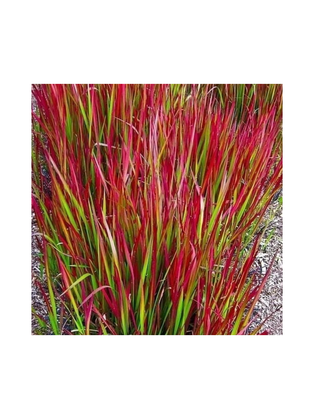 Imperata cylindryczna - Imperata cylindrica 'Red Baron'