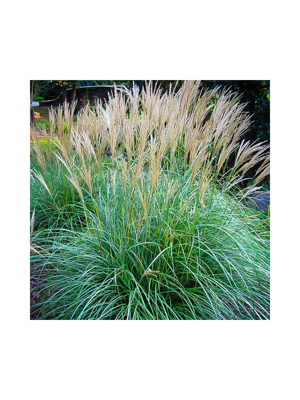 Miskant chiński- Miscanthus sinensis 'Adagio'