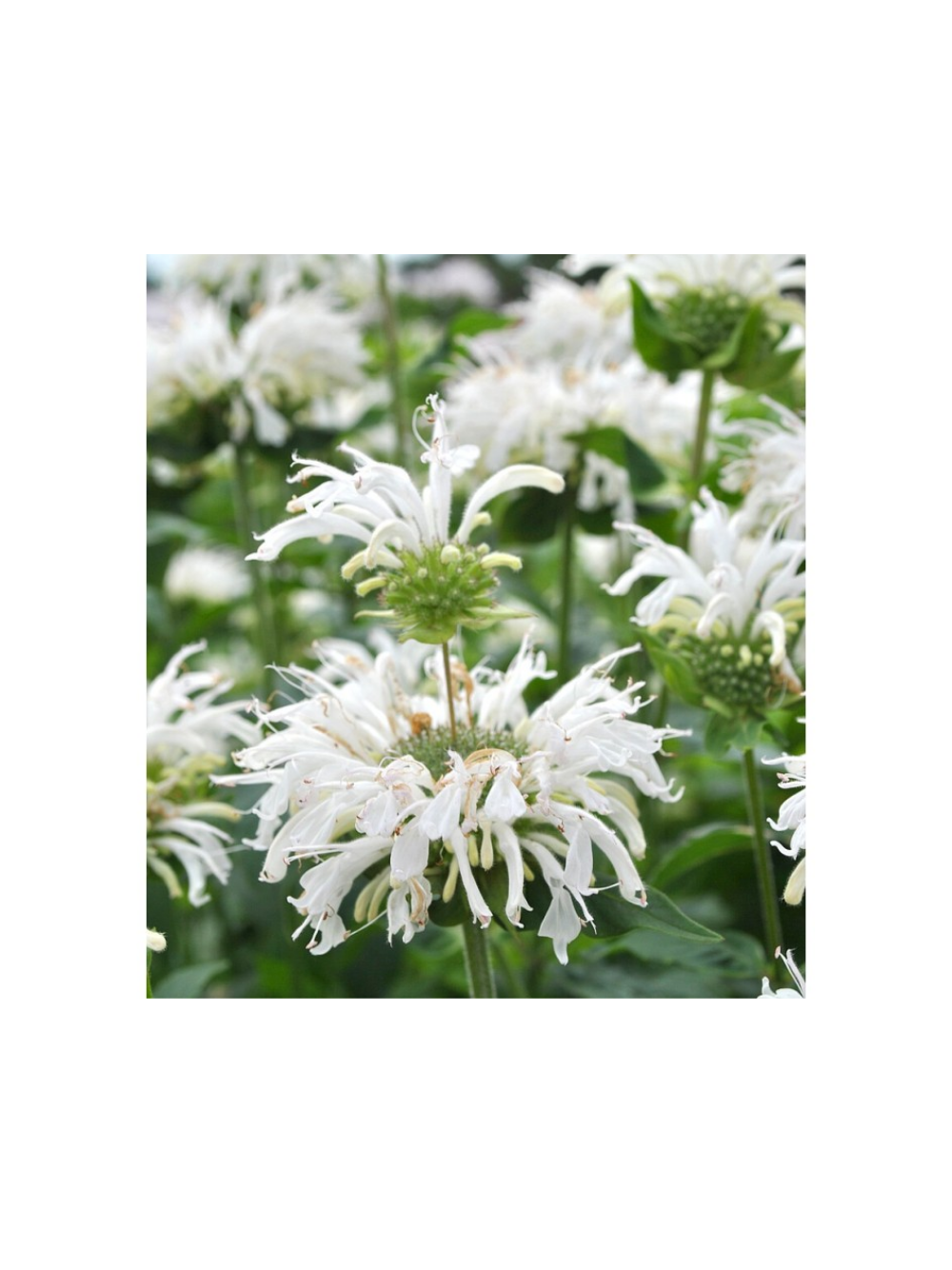 Pysznogłówka - Monarda hybrida 'Bee-Bright'