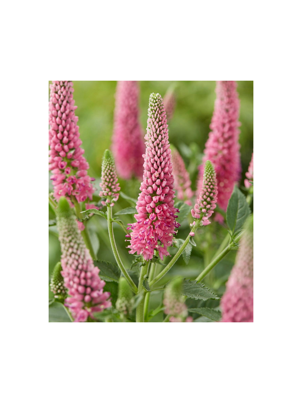 Przetacznik długolistny - Veronica longifolia 'First Love'