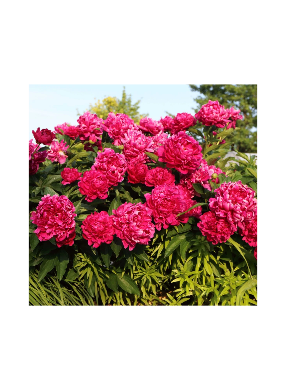 Piwonia chińska - Paeonia lactiflora 'Big Ben'