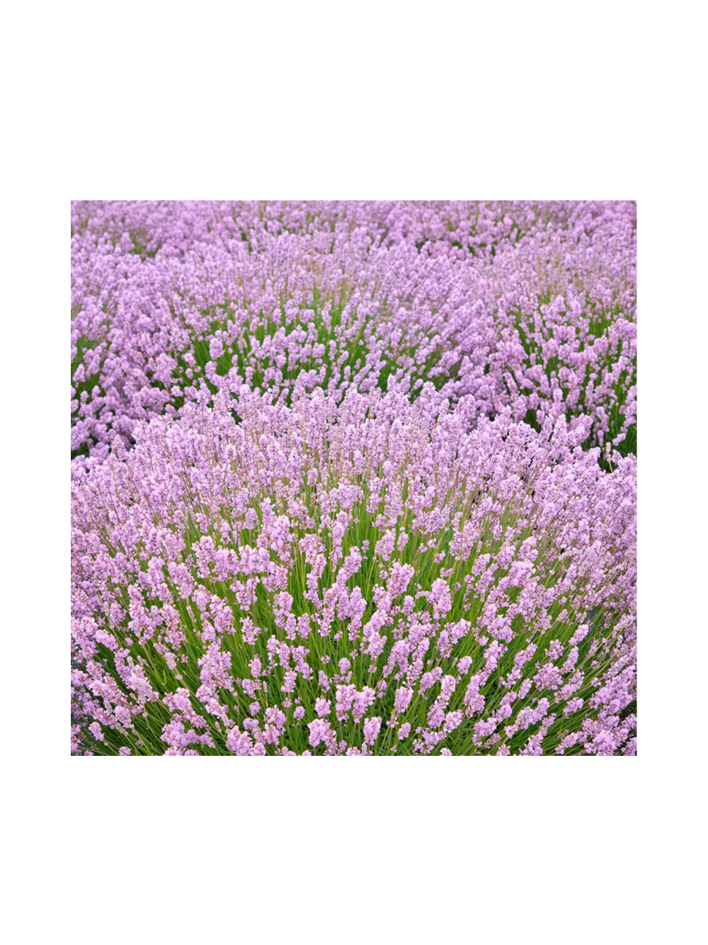 Lawenda wąskolistna - Lavandula angustifolia 'Rosea'