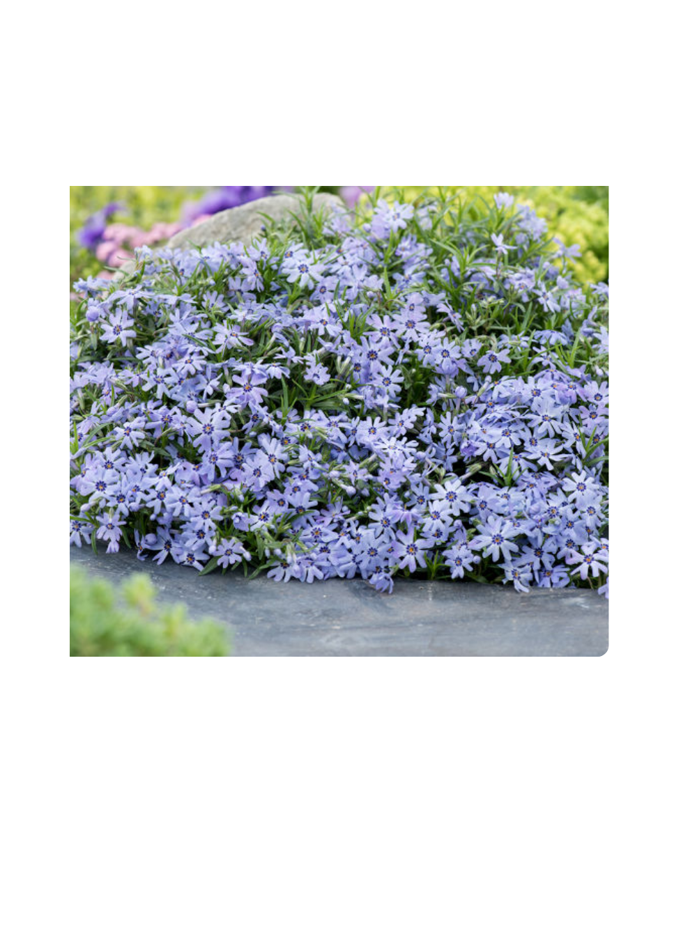 Floks szydlasty - Phlox subulata 'Fabulous Blue Dark Center'