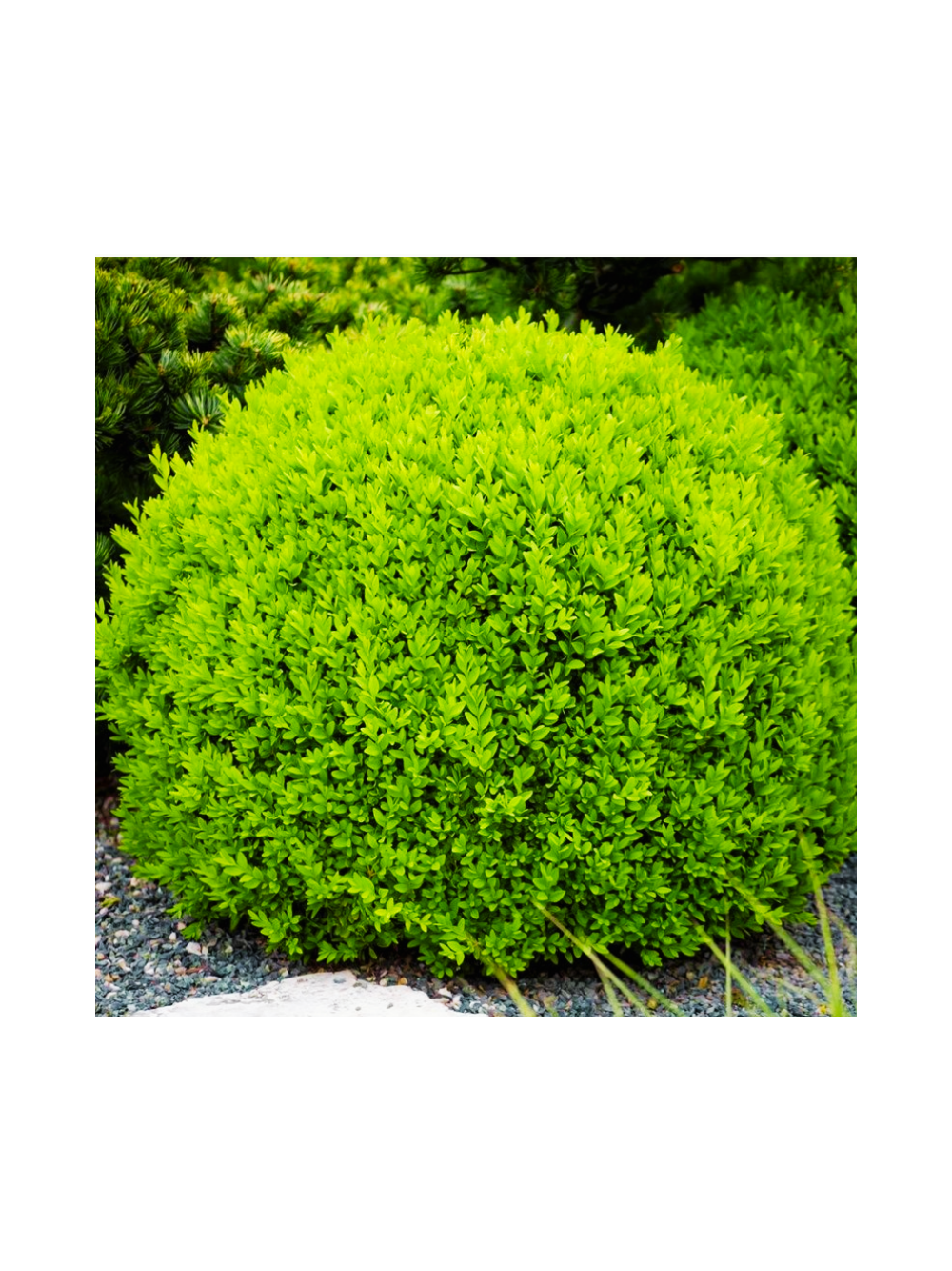 Bukszpan kulisty drobnolistny - Buxus - 'Faulkner'