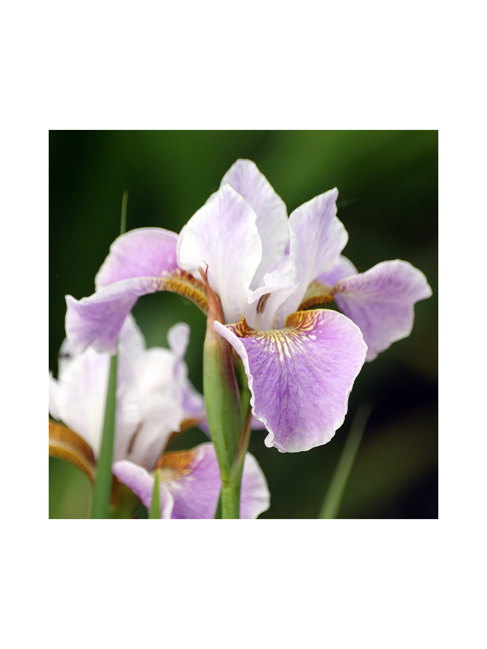 Kosaciec syberyjski - Iris sibirica 'Dance Ballerina Dance'